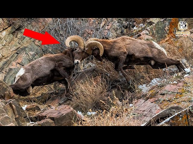 Rams Hit Heads Until This Happens - Clash of the Grand Canyon’s Bighorn Rams - Ram Fights