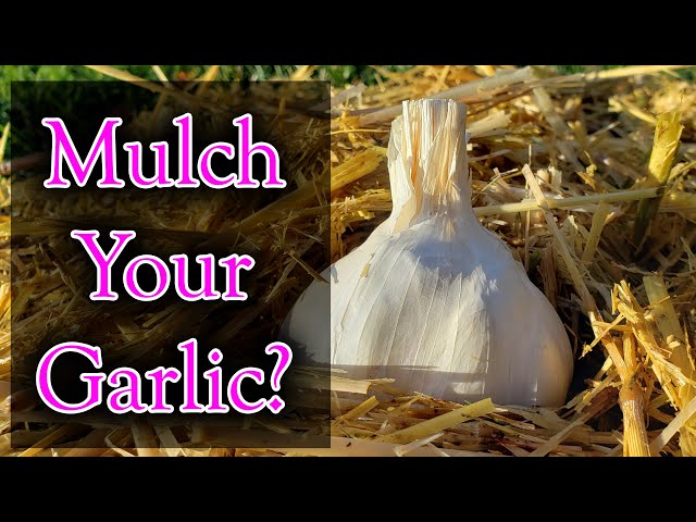 Mulching Garlic - 4 Reasons Why You Should