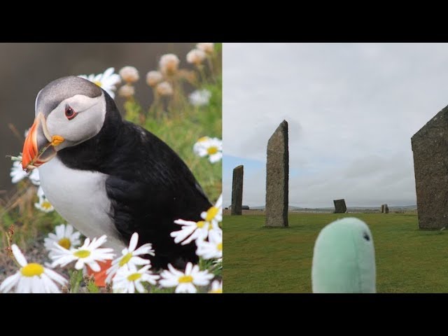 Fluy Goes to Shetland and Orkney