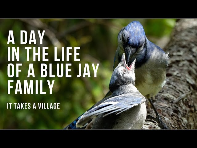A Day in the Life of a Blue Jay Family - It Takes a Village