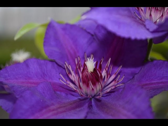 Best Flowering Vines and Climbers - Clematis Edda™