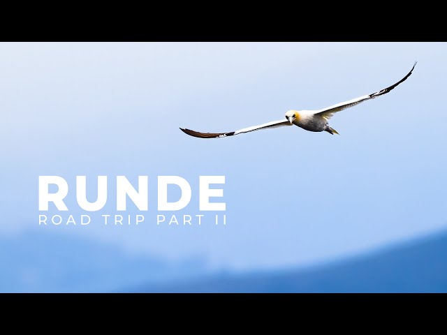 Road Trip to Runde Bird Island | Bird Photography | BioFoto Part 2/2