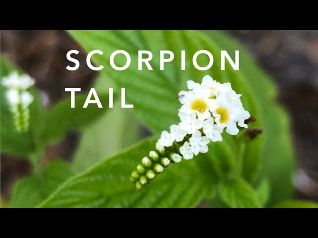 Scorpion Tail | Florida Native Plants Landscaping