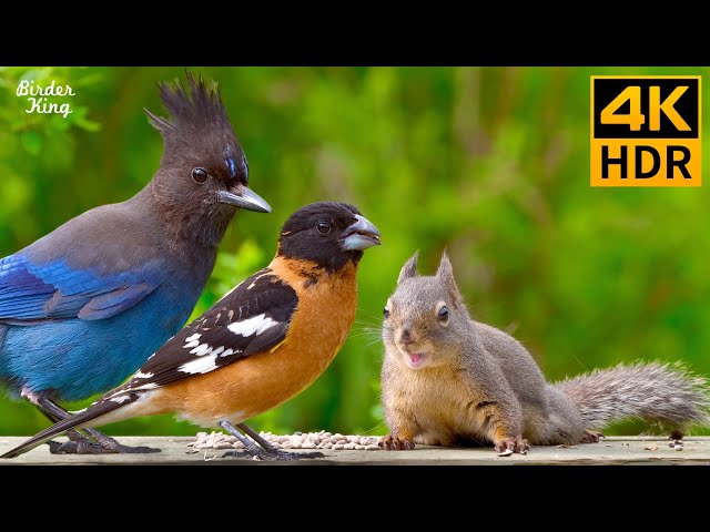 Cat TV for Cats to Watch 😺 Pretty Birds and Squirrels 🐿 8 Hours 4K HDR