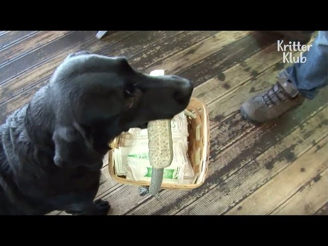 Dog Is The Best Restaurant Helper | Kritter Klub