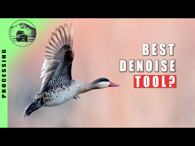 HOW TO USE TOPAZ DENOISE WITH LIGHTROOM FOR WILDLIFE & BIRD PHOTOGRAPHY