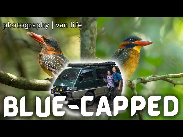 Van Life: Documenting the Blue-capped Kingfisher in Maputi Bird Preserve