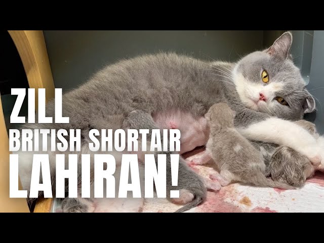 Special Vlog: Perjalanan Kucing British Shorthairku Zill Lahiran!