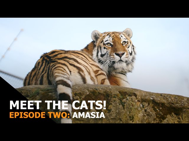 Meet the Cats: Episode 2 - Amasia (Amur tiger)