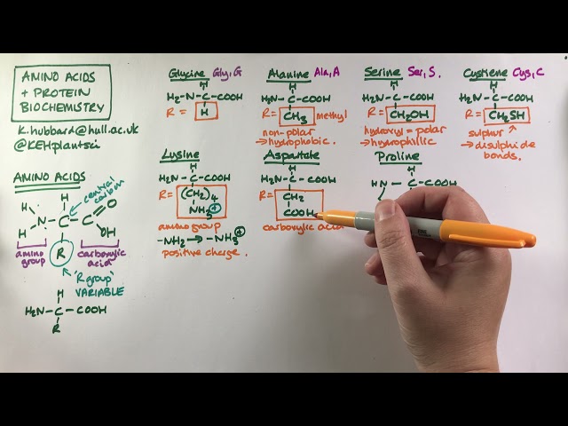 Amino acids, R groups and Protein Biochemistry