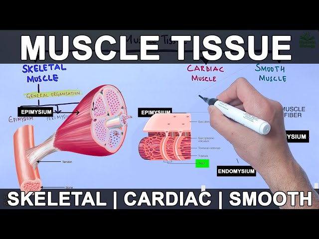 Muscle Tissue | Skeletal | Cardiac | Smooth Muscle