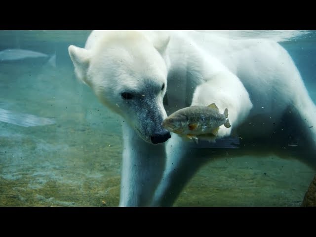 Polar Bears Go Fishing at San Diego Zoo
