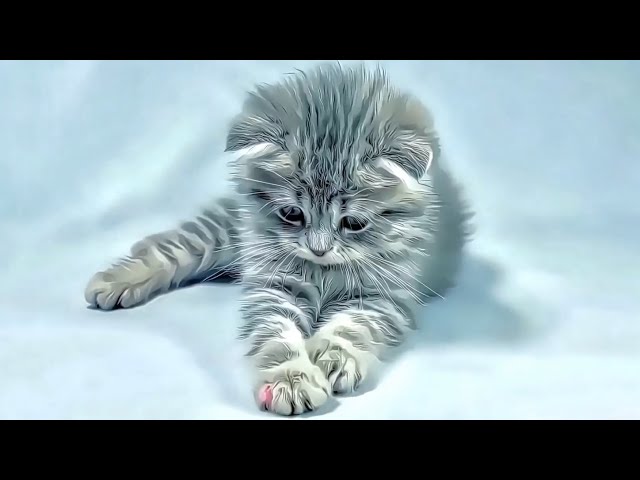 Joyful Kittens: A Delightful Animated Adventure.   #cat #kitten #relaxation #4k
