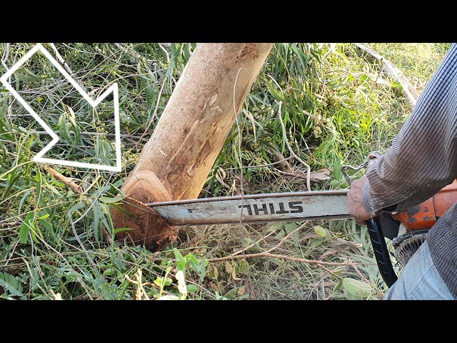 Eucalyptus Tree Felling And Sawing Skills With Chainsaw STIHL MS070