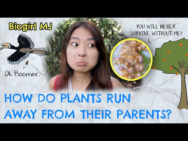 Thomson Nature Park First Looks - We found Rambutans Trees, Old Ruins and a Coconut | Biogirl MJ