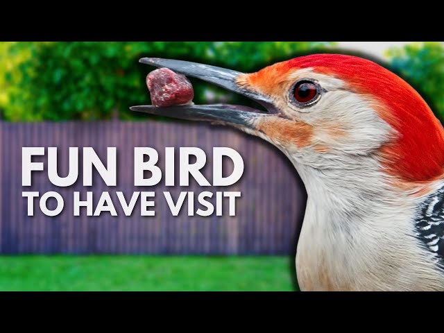 Easily Attract the Red-bellied Woodpecker with These Simple Tips