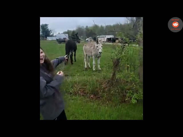 Donkey Laughs at Dog Getting Shocked By Electric Fence
