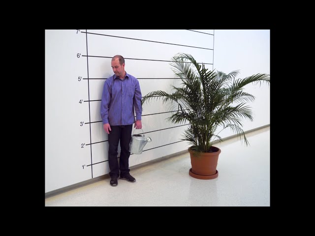 Uncrated: The Hidden Life of Mel Bochner's Measurement: Plant (Palm)