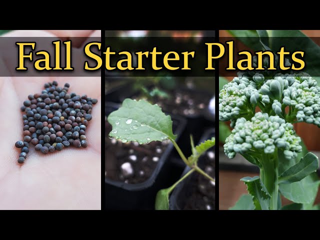 Fall Starter Plants - A Guide For Beginner Gardeners