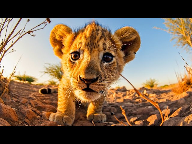 Lion Cubs 4K ~ Cute Moments of Baby Animals With Relaxing Nature Sounds