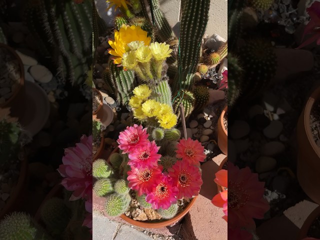 Day 2 of my SUPER BLOOMING cacti! #cactuscaffeine #cactusflowers #cactus