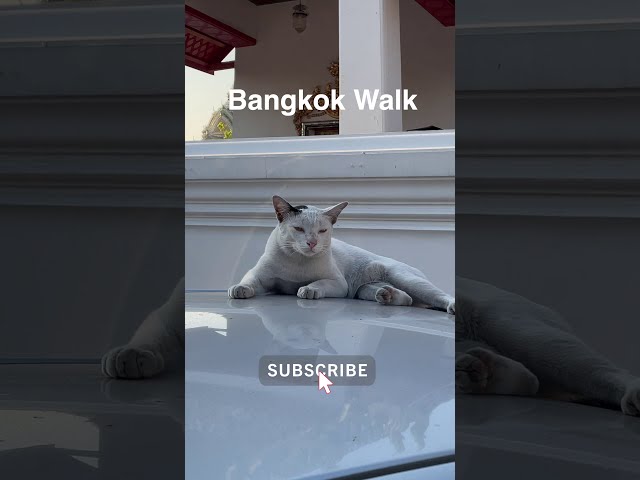 Bangkok Walk 2021 #Thailand #Shorts