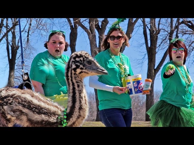 an emu at a parade? here’s what happened...