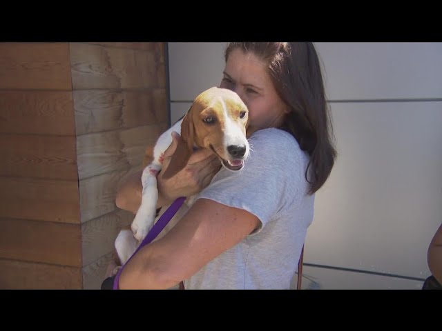 100+ rescued Beagles arrive in San Diego from Virginia breeding facility
