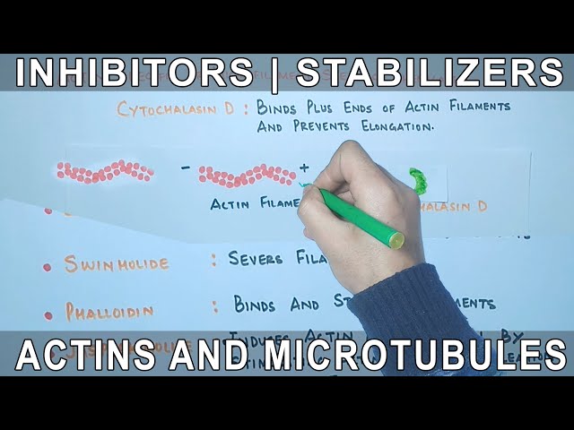 Chemicals that affect the Actin Filaments and Microtubules.