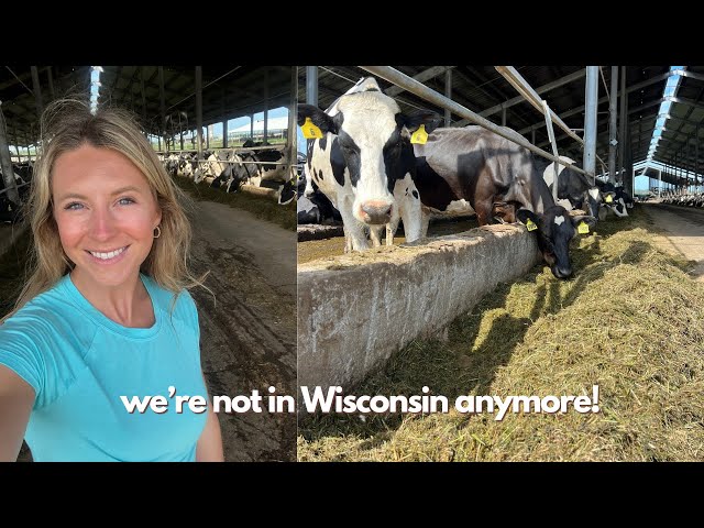 This Isn't Wisconsin!! | Florida Dairy Farm Tour