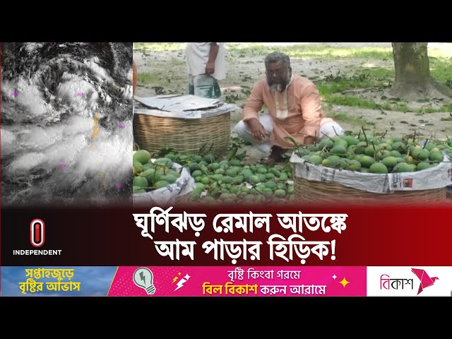 কৃত্রিম উপায়ে আম পাকানো ঠেকাতে নজরদারি! | Cyclone Remal Update | Mango Production | Independent TV