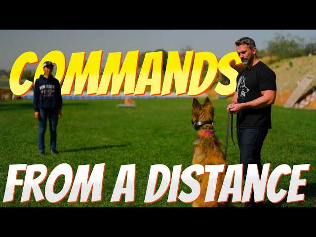 EASILY Train Your Dog to Perform Commands from a Distance. PART 2