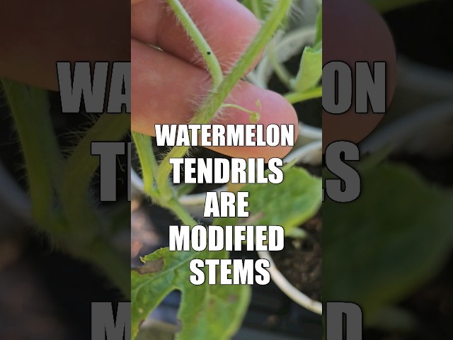 Watermelon Tendrils! #gardening #gardeningtips #shorts