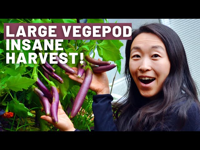 Our Large Vegepod Wicking bed! Is about to explode, check out our insane harvest | Tips on pests