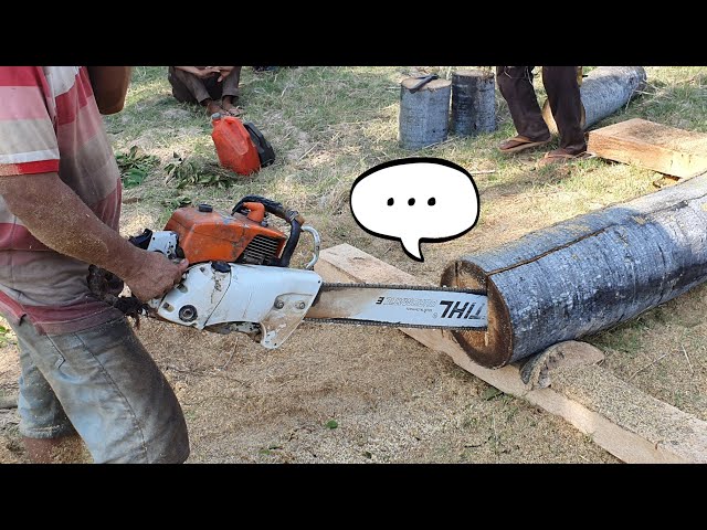Incredible Old Palm Tree Wood Sawing And Splitting With Chainsaw STIHL MS 070