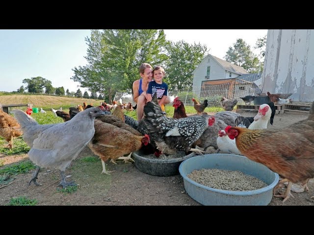 What it’s like to live with 85 chickens