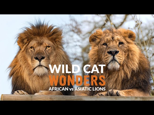 African vs Asiatic LIONS | Wild Cat Wonders | Episode 6