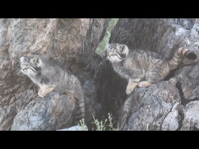 Pallas Cats of the Eastern Mongolian Steppe - 2022