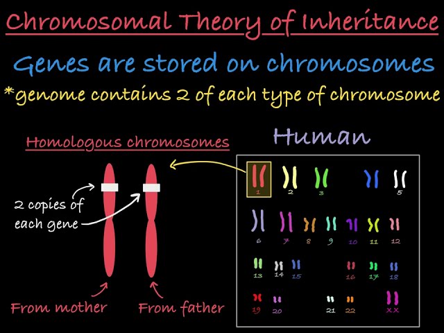 Chromosomal Theory of Inheritance Explained