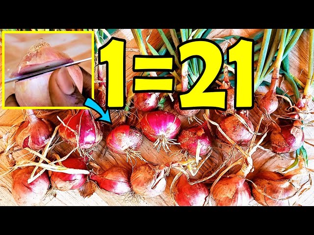 Never buy onions again | How to grow many onions from an onion bottom at home
