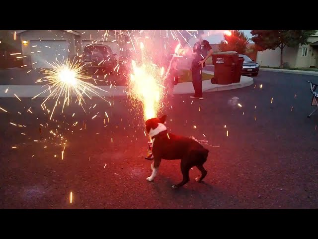Protecting Your Pets From Fireworks | Pet Pointers