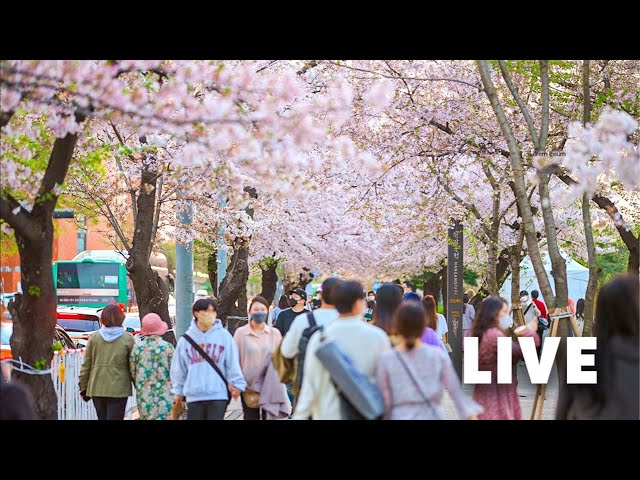 [LIVE] Let's explore downtown at lunchtime with Seoul Walker 서울 라이브 랜선여행 삼청동 북촌