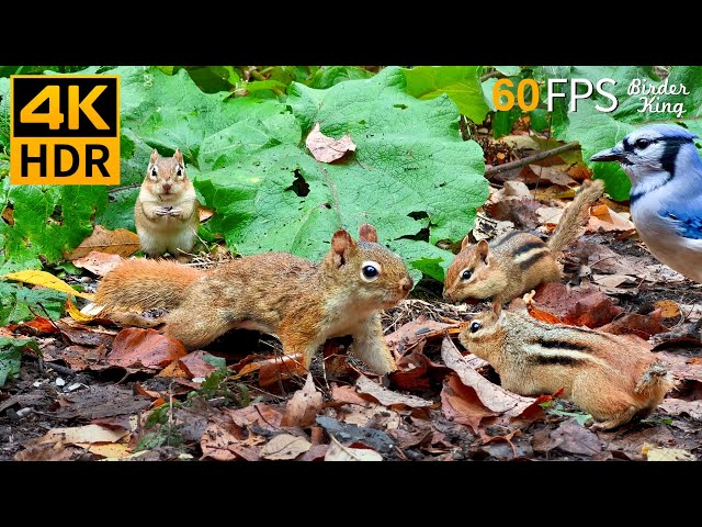 Cat TV for Cats to Watch 😺 Little Red Squirrel Chipmunks and Birds 🐿 8 Hours 4K HDR 60FPS