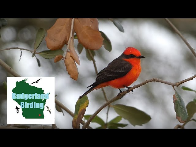 Finding the Vermilion Flycatcher (Birding Cypremort Point State Park, Louisiana)