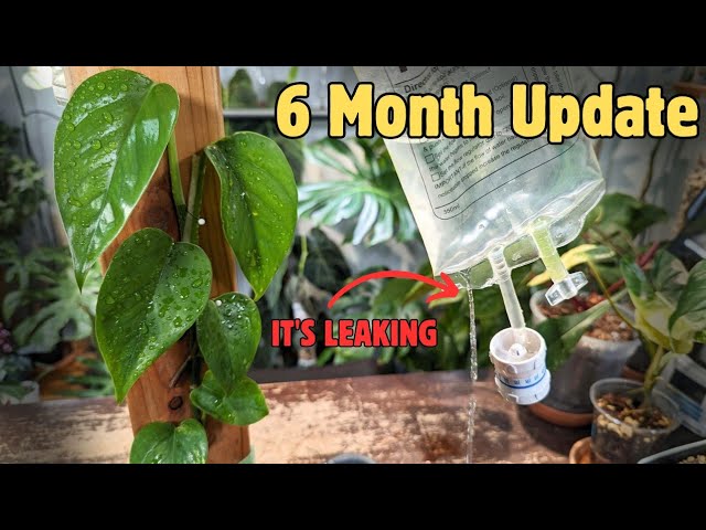 IT'S SIZING UP SO WELL!!! (The Great Pothos Race)