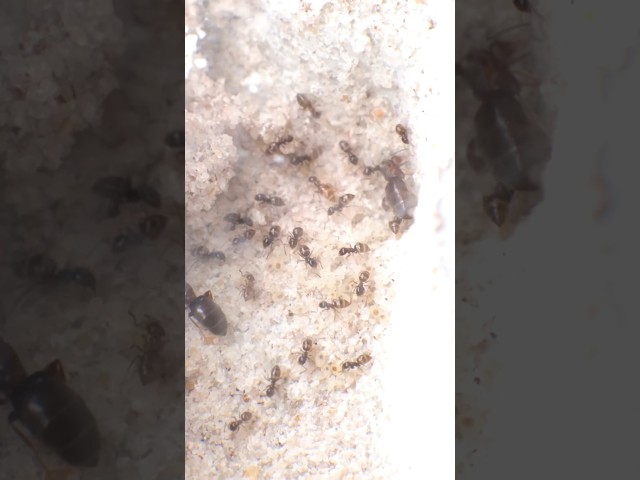 My MICROSCOPIC Ant Colony🔬