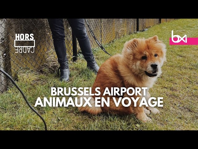 Hors Cadre - Brussels Airport: animaux en voyage