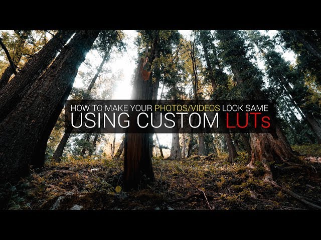 Create same LUTS for videos and photos in Adobe Premiere Pro
