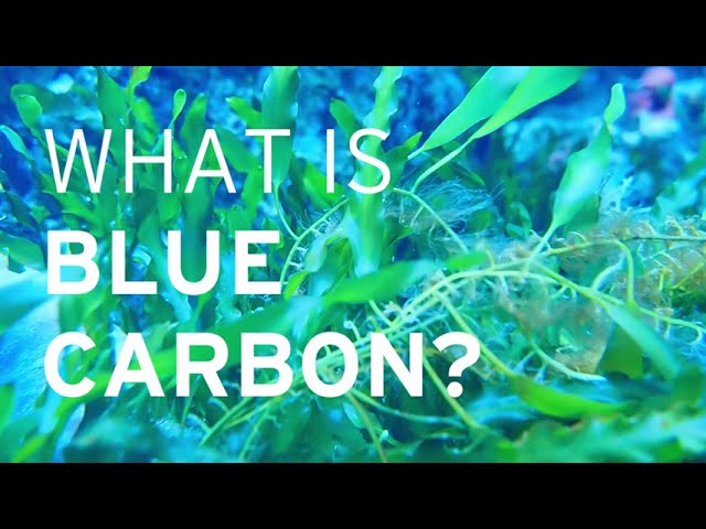 What is Blue Carbon? Blue Carbon explained in 2 minutes