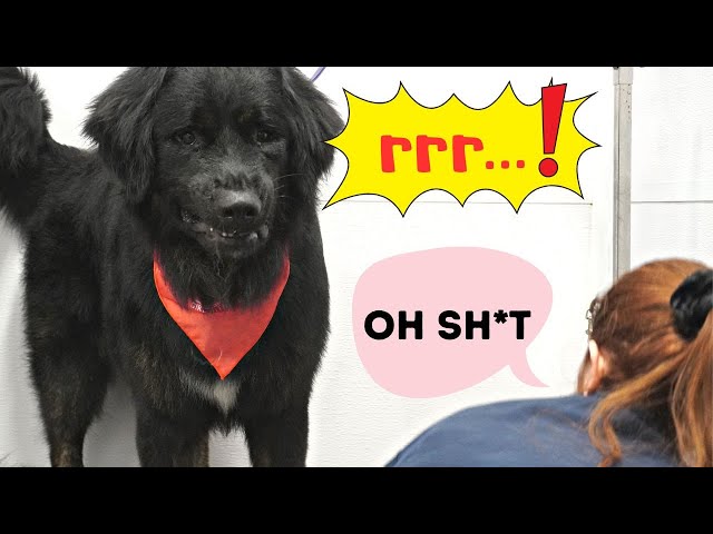 The owner LIED about the dogs breed | Caucasian Shepherd